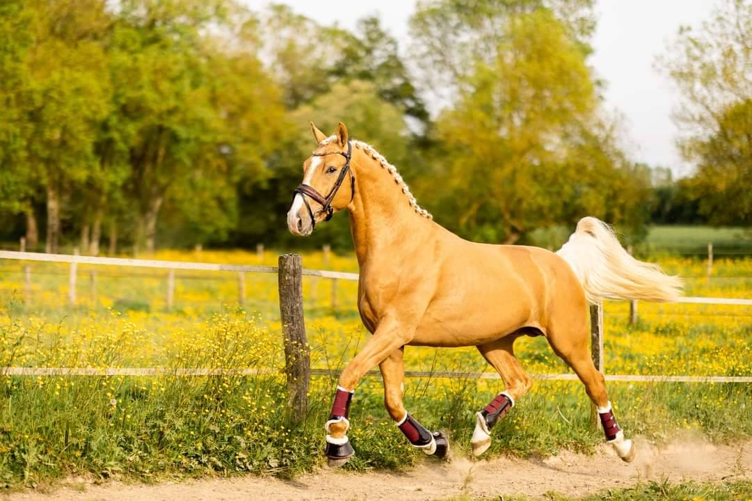 Karat-J &Eacute;talon Palomino Wielkopolski agr&eacute;e AES