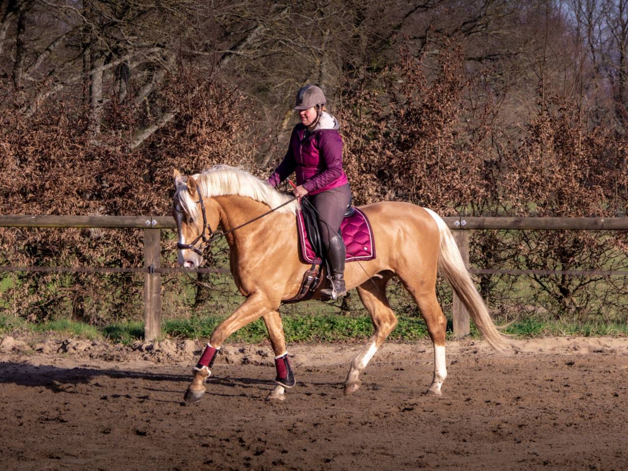 Karat-J &Eacute;talon Palomino Wielkopolski agr&eacute;e AES