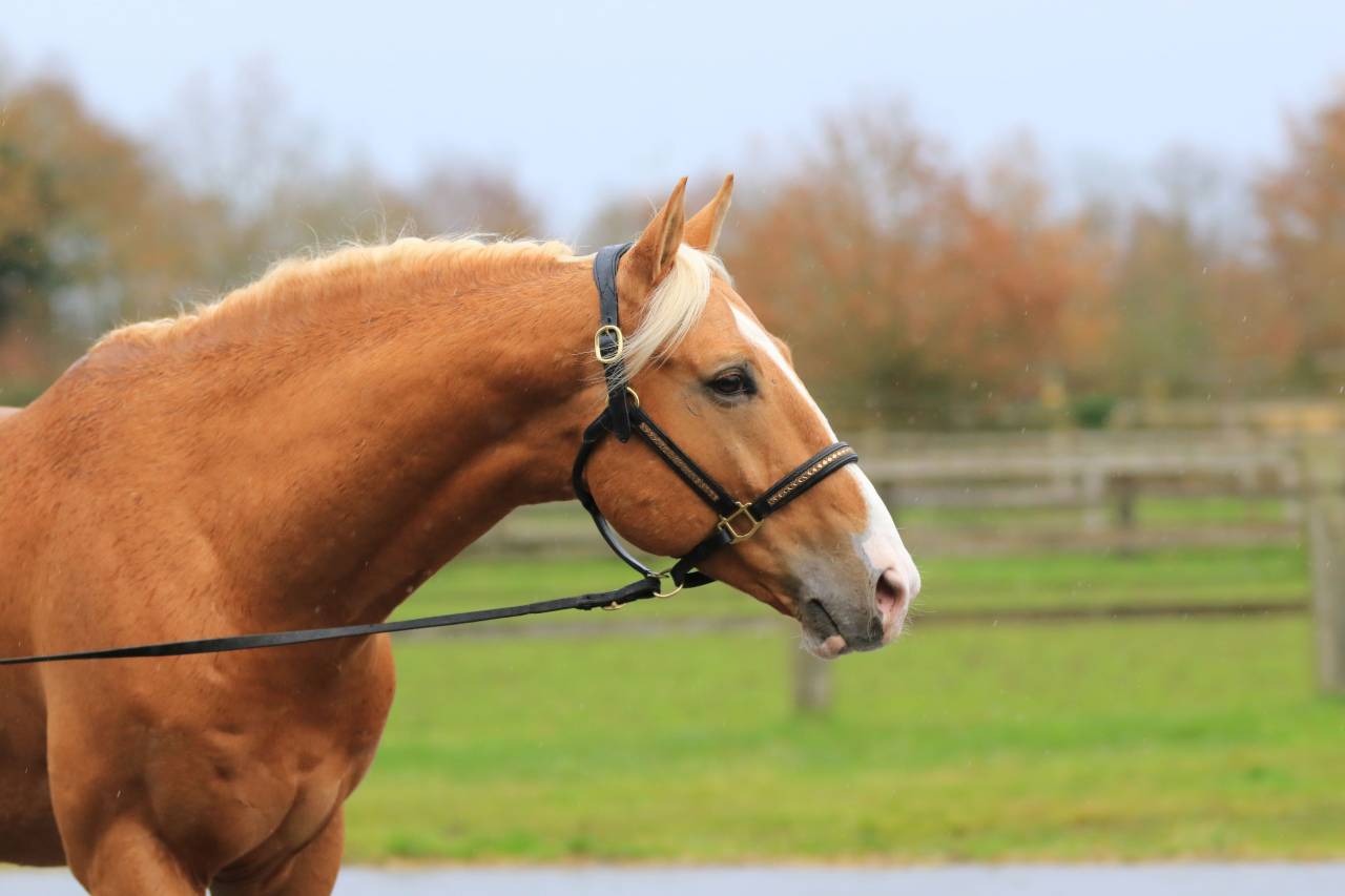 Karat-J &Eacute;talon Palomino Wielkopolski agr&eacute;e AES