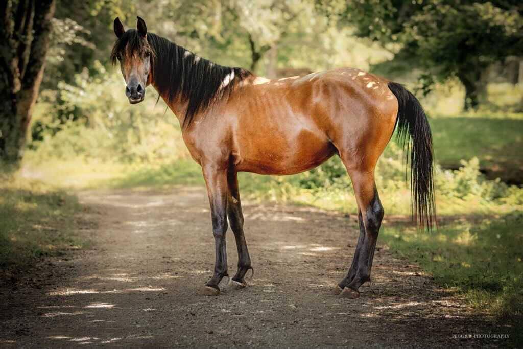 Azzaro de gacia étalon pure sang arabe bai