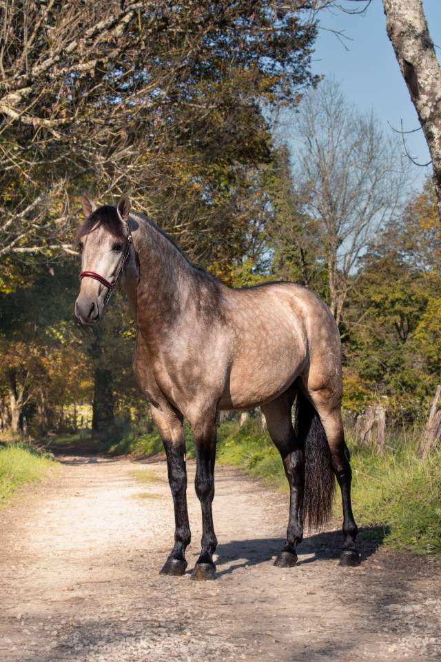 Nacar de lucia étalon PRE isabelle