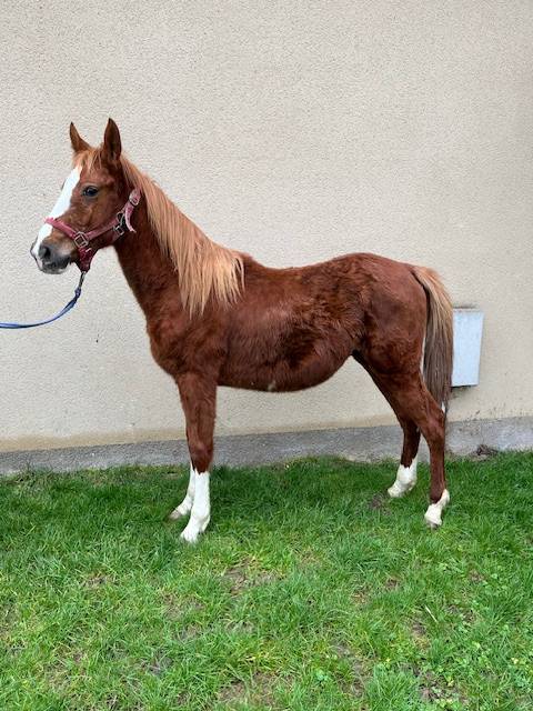 CHEVAL SELLE FRANÇAIS HONGRE  NE EN 2023 