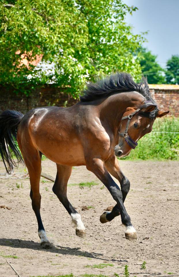 Magnifique étalon 2 ans CSO 