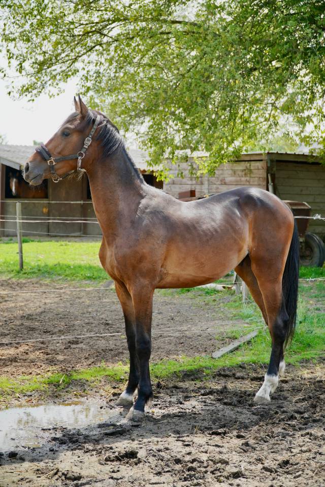 Magnifique étalon 2 ans CSO 