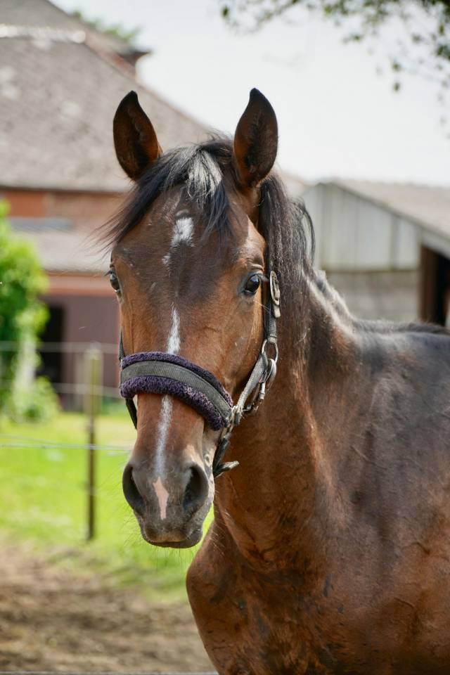 Magnifique étalon 2 ans CSO 