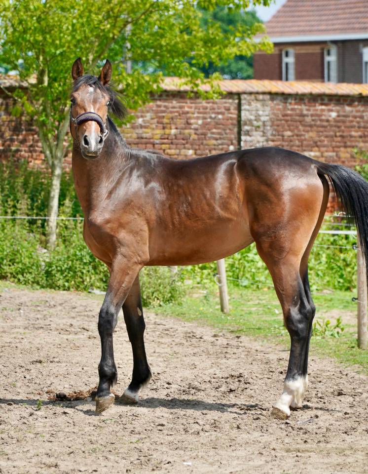 Magnifique étalon 2 ans CSO 