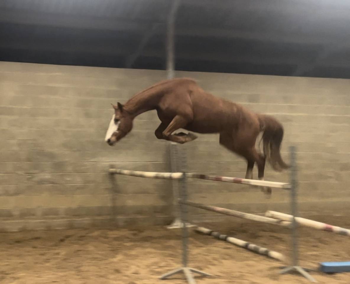 Jument de 4 ans Colorit x Tangelo