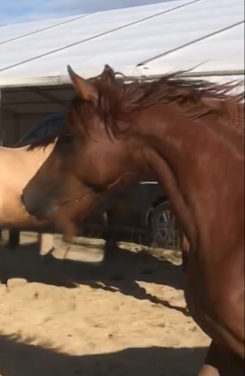 JUMENT-POULICHE ARABE A VENDRE 3 ANS POLYVALENTE SPORT 