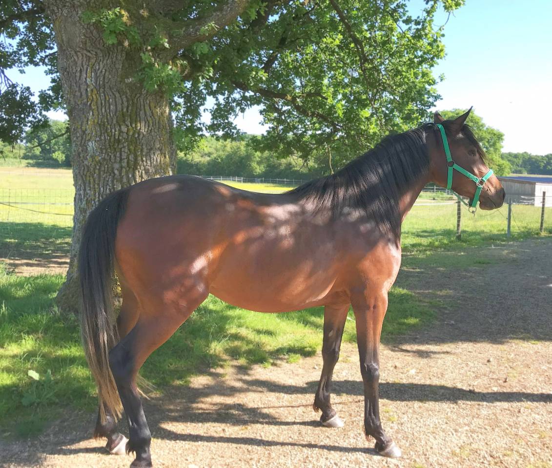 JUMENT-POULICHE ARABE A VENDRE 3 ANS POLYVALENTE SPORT 