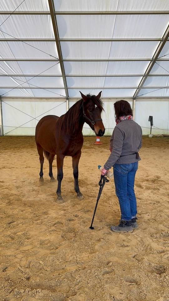 HONGRE LUSITANO-ARABE PP-DSA 3 ANS A VENDRE 