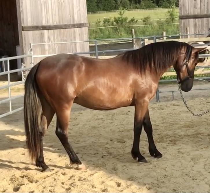 HONGRE LUSITANO-ARABE PP-DSA 3 ANS A VENDRE 