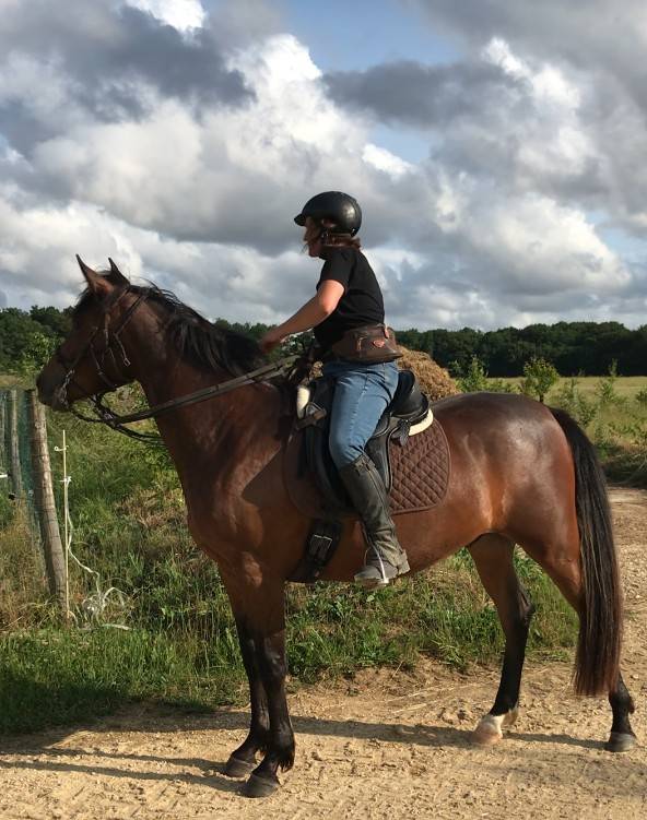 HONGRE LUSITANO-ARABE PP-DSA 3 ANS A VENDRE 
