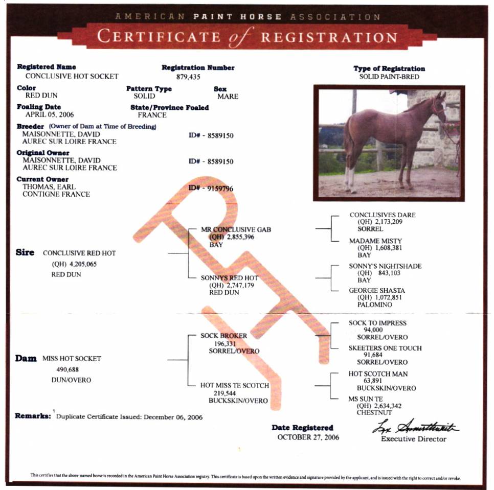 Poulinière Paint Horse