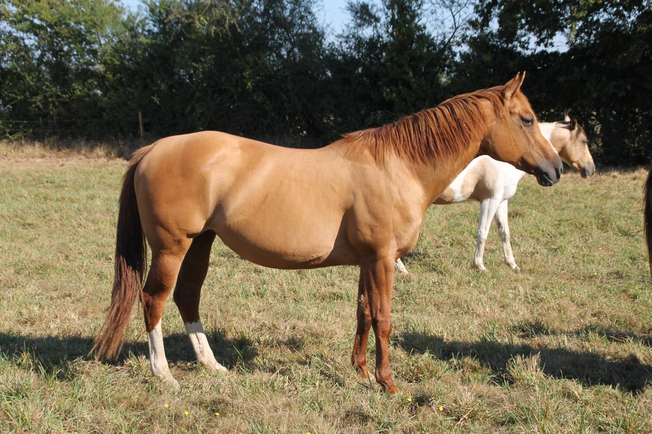 Poulinière Paint Horse