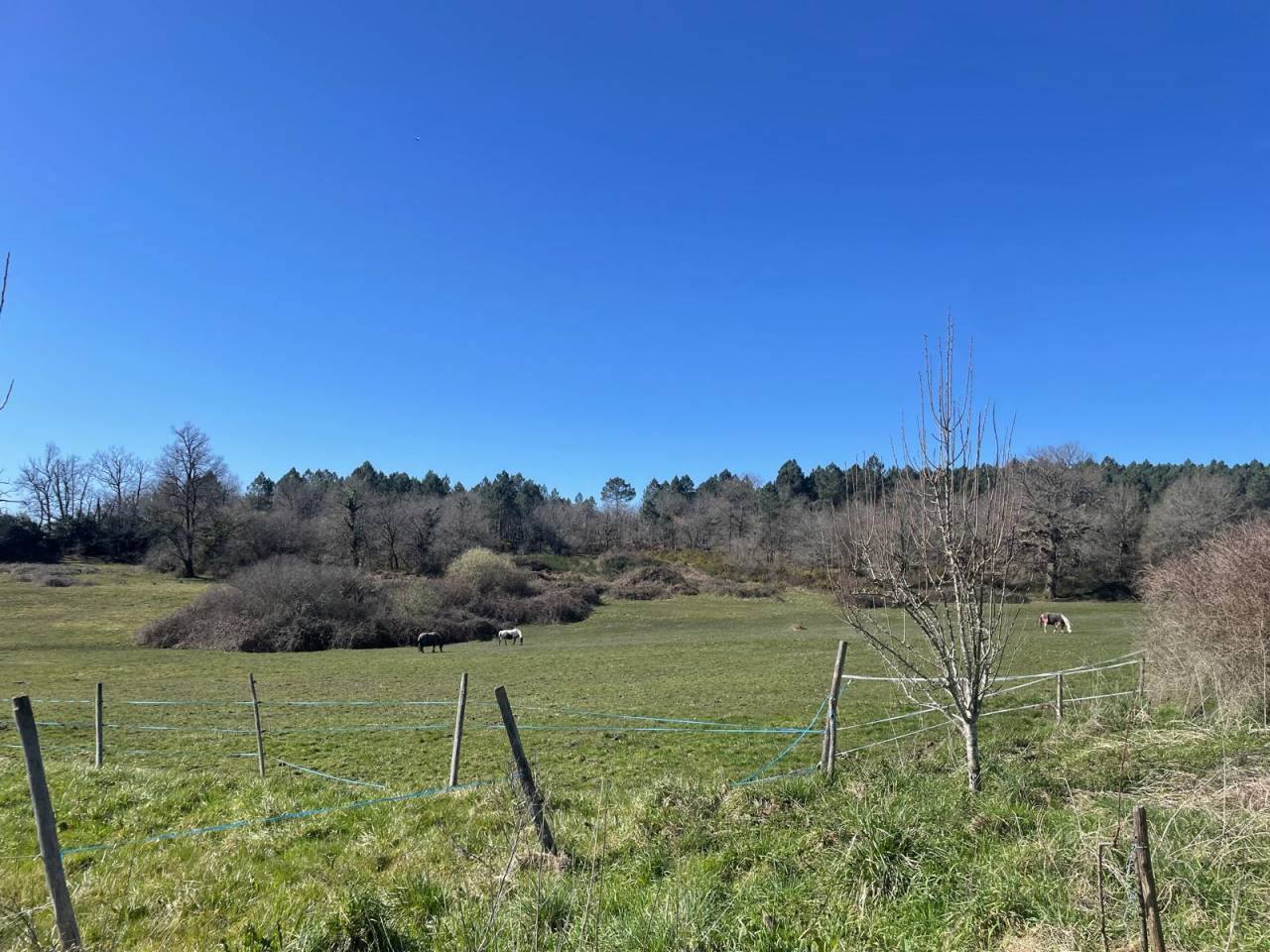 Propriété équestre 15 mn de MONTGUYON (17) sur 30 ha