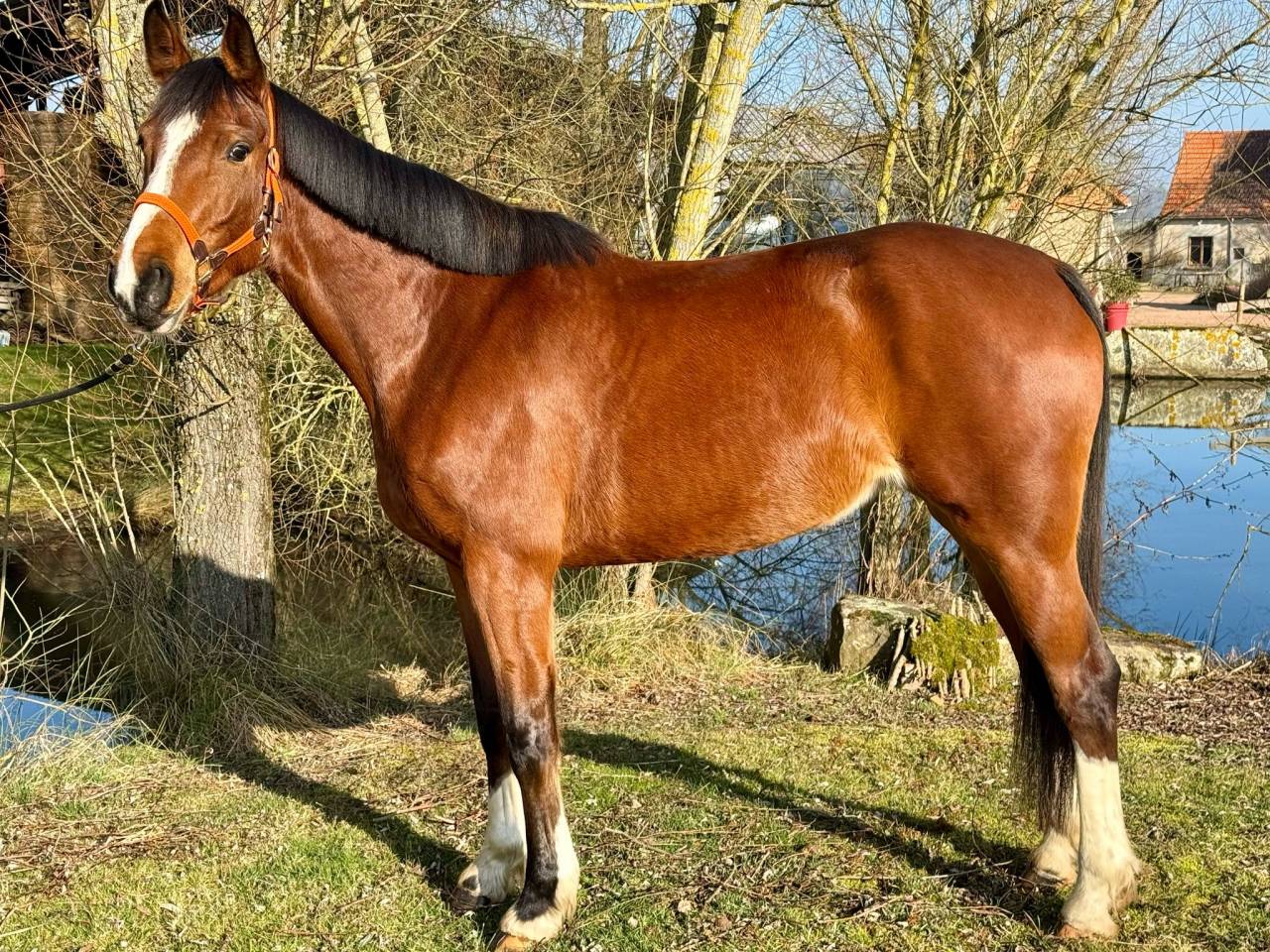 Kasta diva dorchival