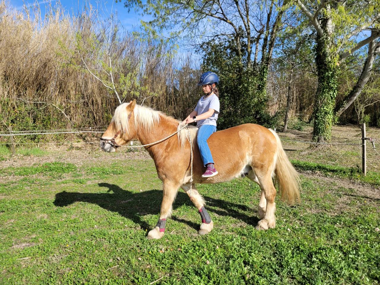 Poney Haflinger attelé & monté