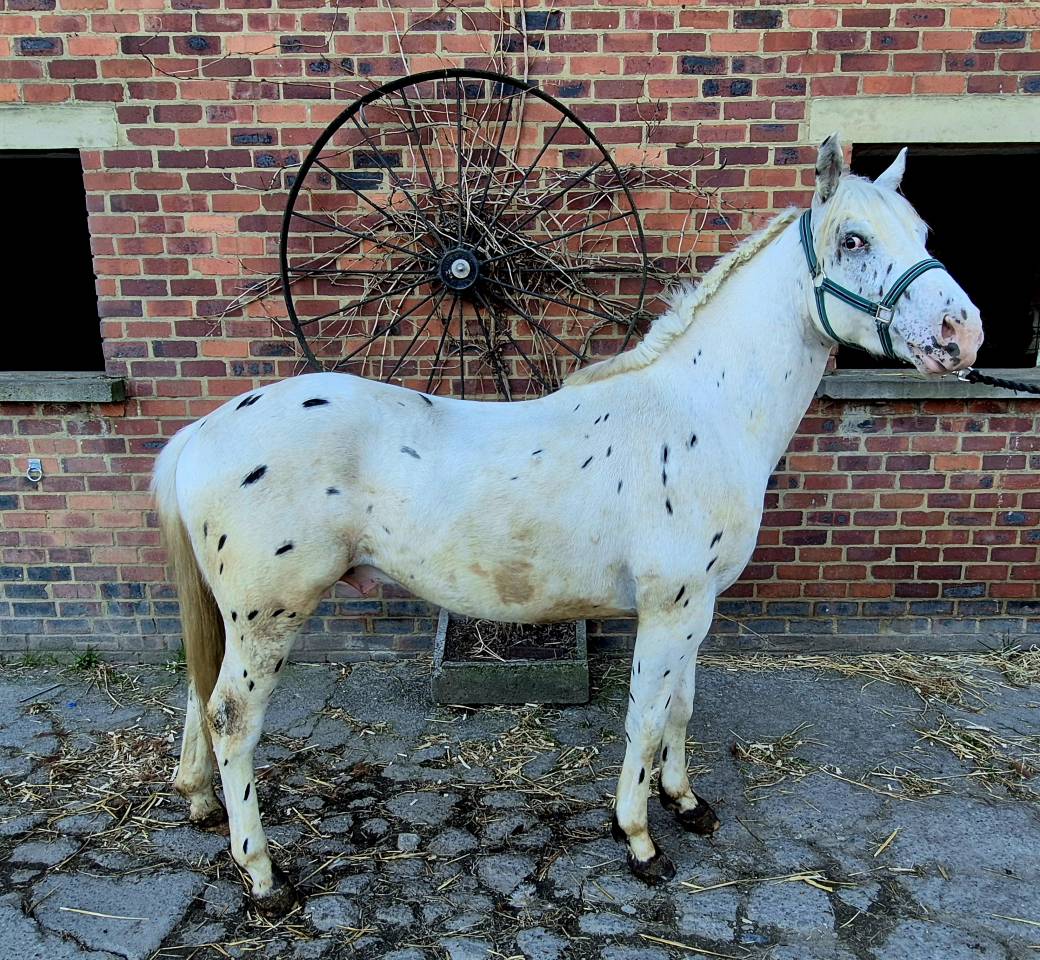 Nippon - Saillie Etalon Paint horse 