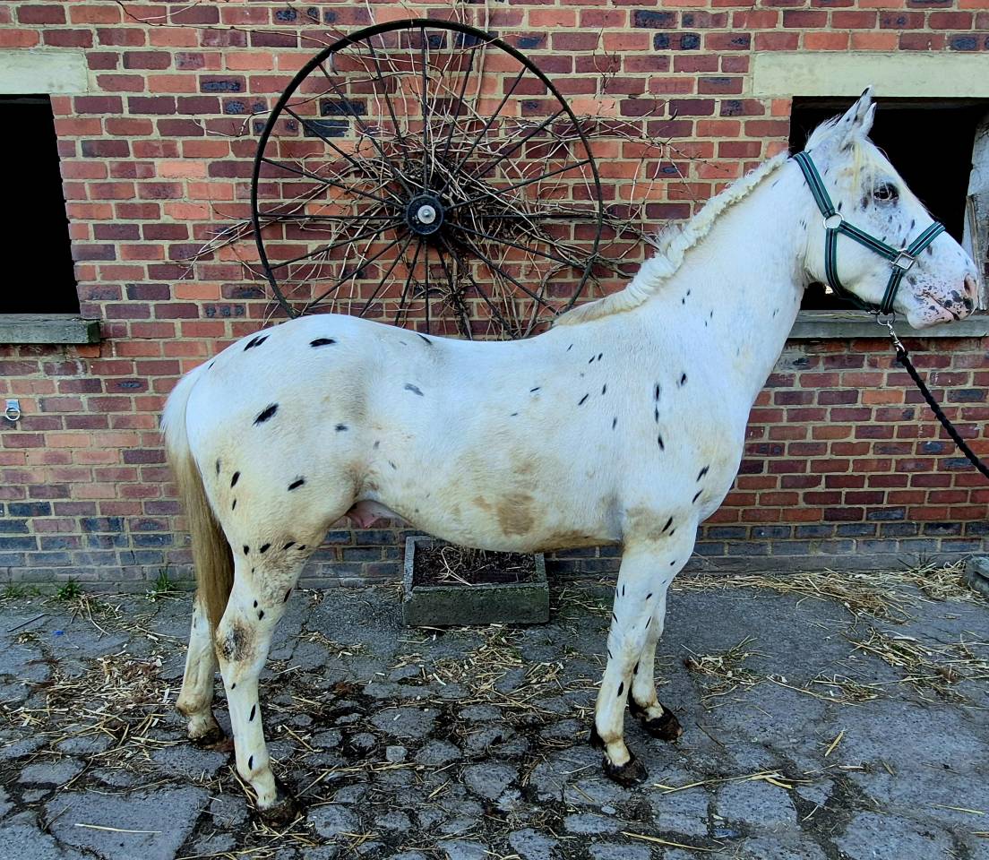 Nippon - Saillie Etalon Paint horse 