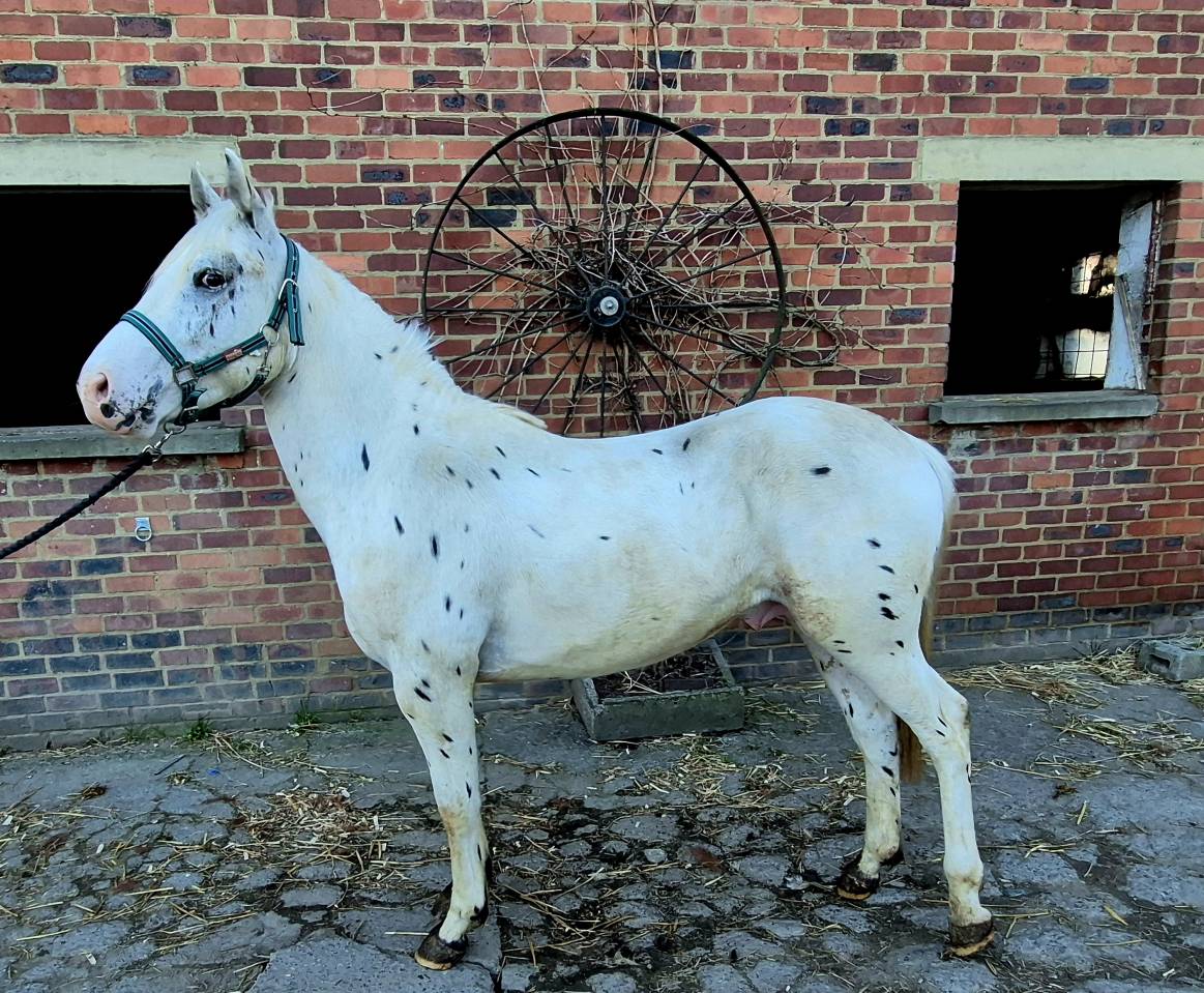 Nippon - Saillie Etalon Paint horse 