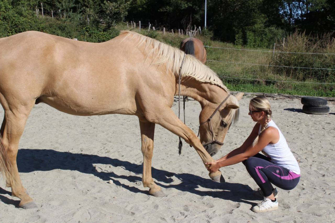 Formation Equithérapeute (31j sur un an)