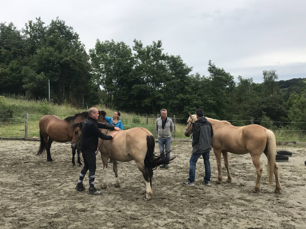 Formation Equithérapeute (31j sur un an)