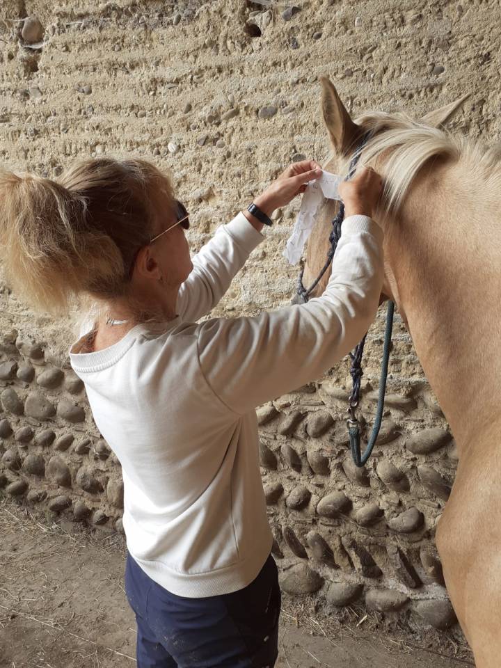 Stage d'été Yoga et Cheval