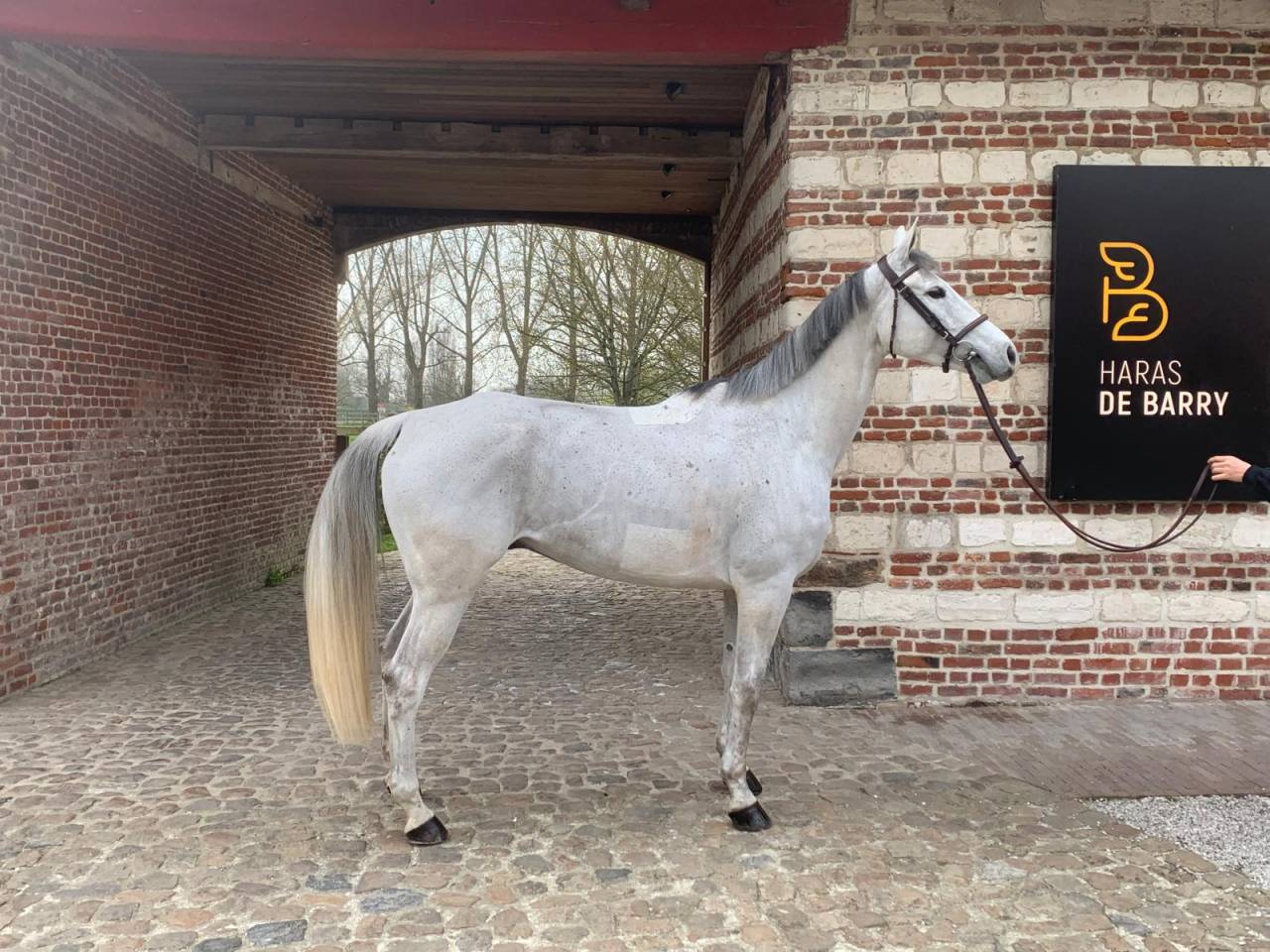 VENDS CHEVAL CSO HONGRE 8 ANS PAR UPSILON
