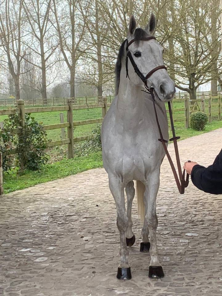 VENDS CHEVAL CSO HONGRE 8 ANS PAR UPSILON