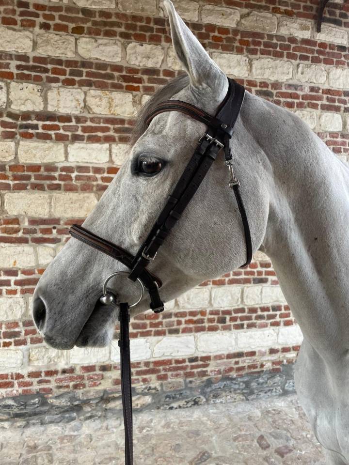 VENDS CHEVAL CSO HONGRE 8 ANS PAR UPSILON