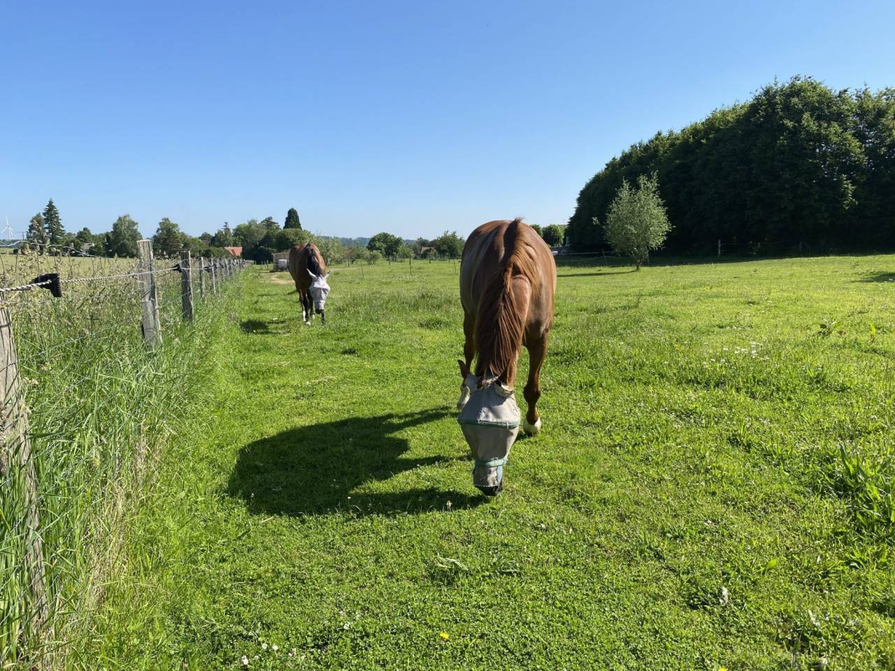 Propriété équestre de Standing sur 3 hectares