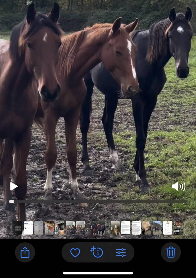 2 ans ( Emerald* Chacco blue)
