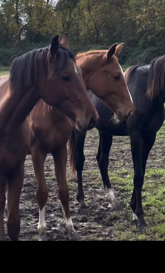 2 ans ( Emerald* Chacco blue)