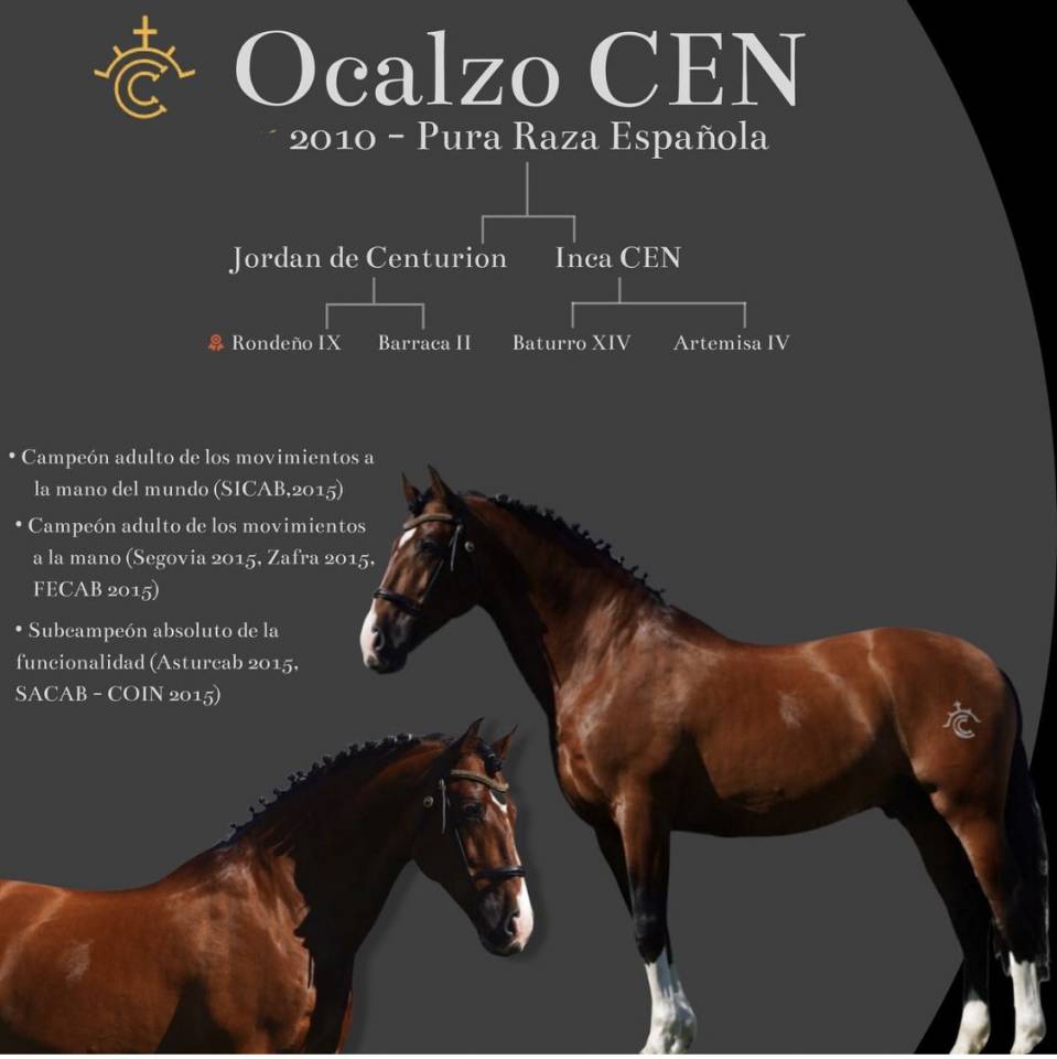 OCALZO CEN - PRE Pure Race Espagnole 2010 par JORDAN DE CENTURION