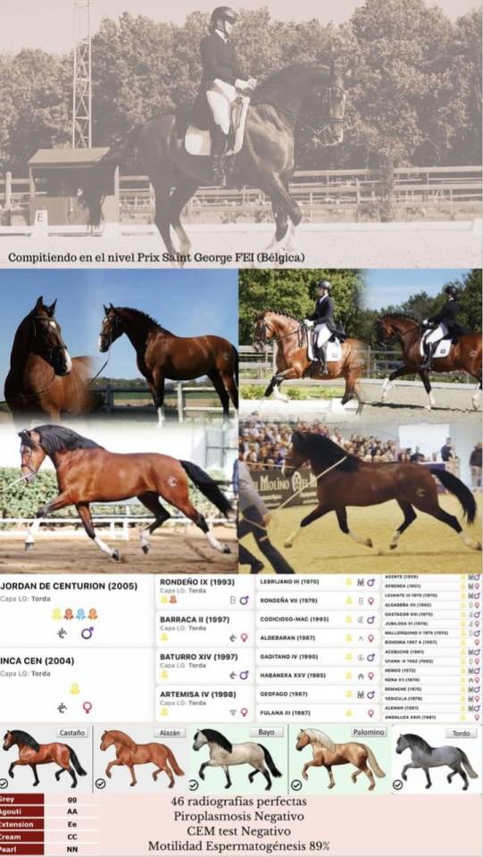 OCALZO CEN - PRE Pure Race Espagnole 2010 par JORDAN DE CENTURION
