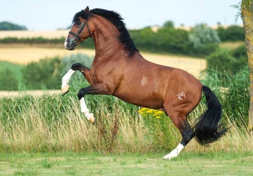 OCALZO CEN - PRE Pure Race Espagnole 2010 par JORDAN DE CENTURION