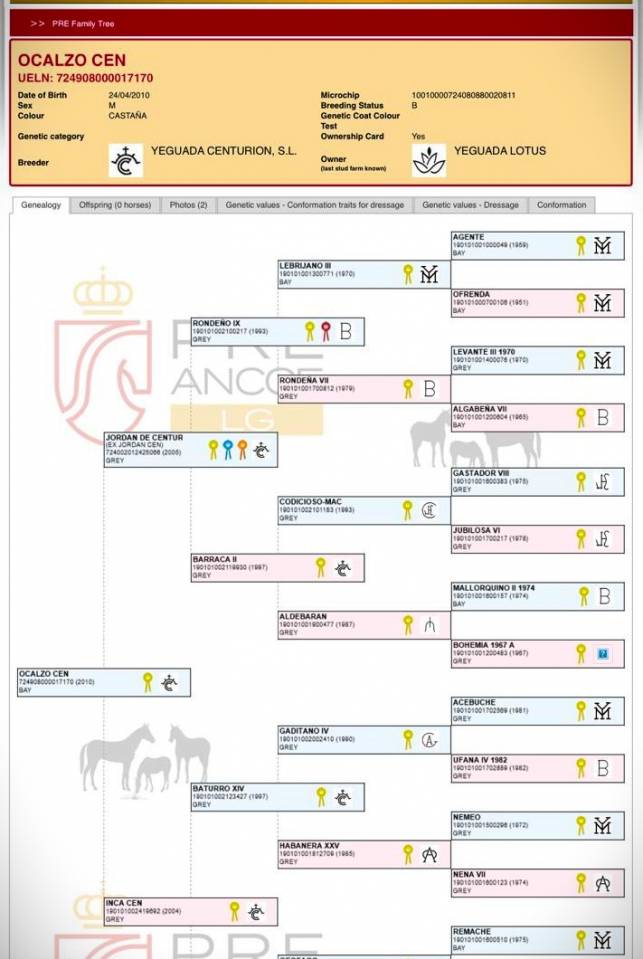 OCALZO CEN - PRE Pure Race Espagnole 2010 par JORDAN DE CENTURION