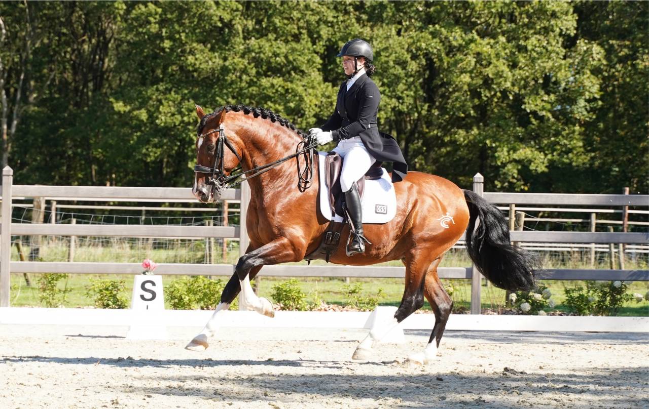 OCALZO CEN - PRE Pure Race Espagnole 2010 par JORDAN DE CENTURION