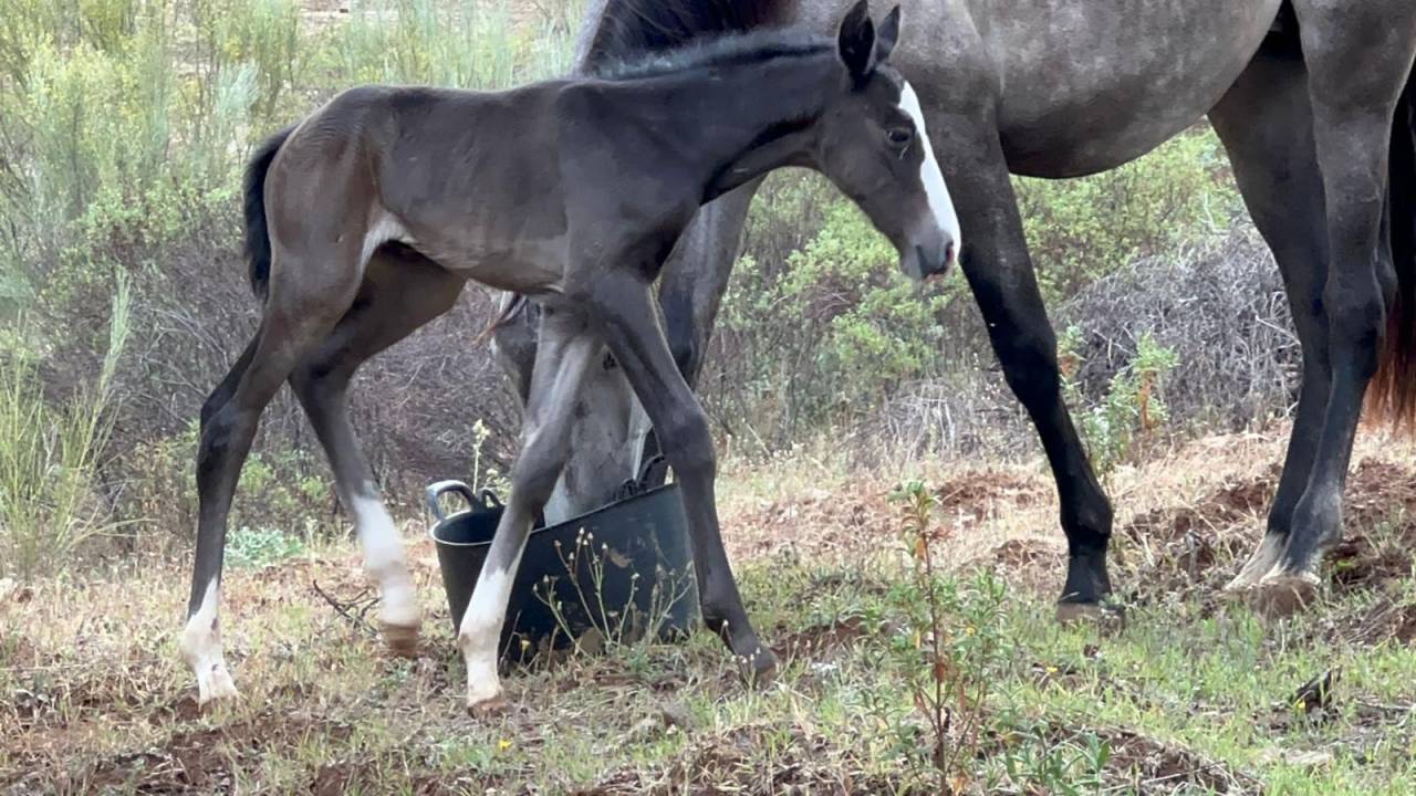 OCALZO CEN - PRE Pure Race Espagnole 2010 par JORDAN DE CENTURION