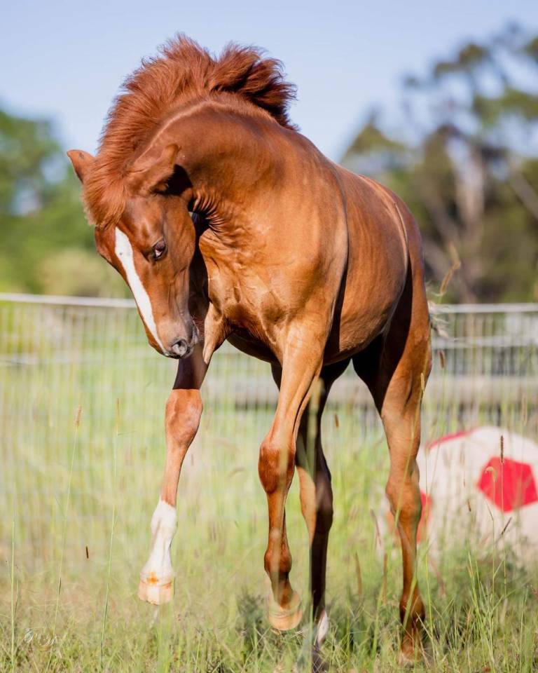 OCALZO CEN - PRE Pure Race Espagnole 2010 par JORDAN DE CENTURION