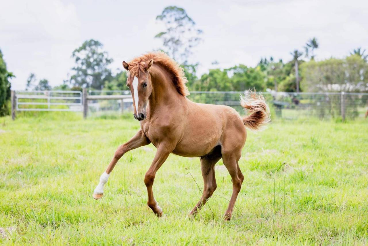 OCALZO CEN - PRE Pure Race Espagnole 2010 par JORDAN DE CENTURION