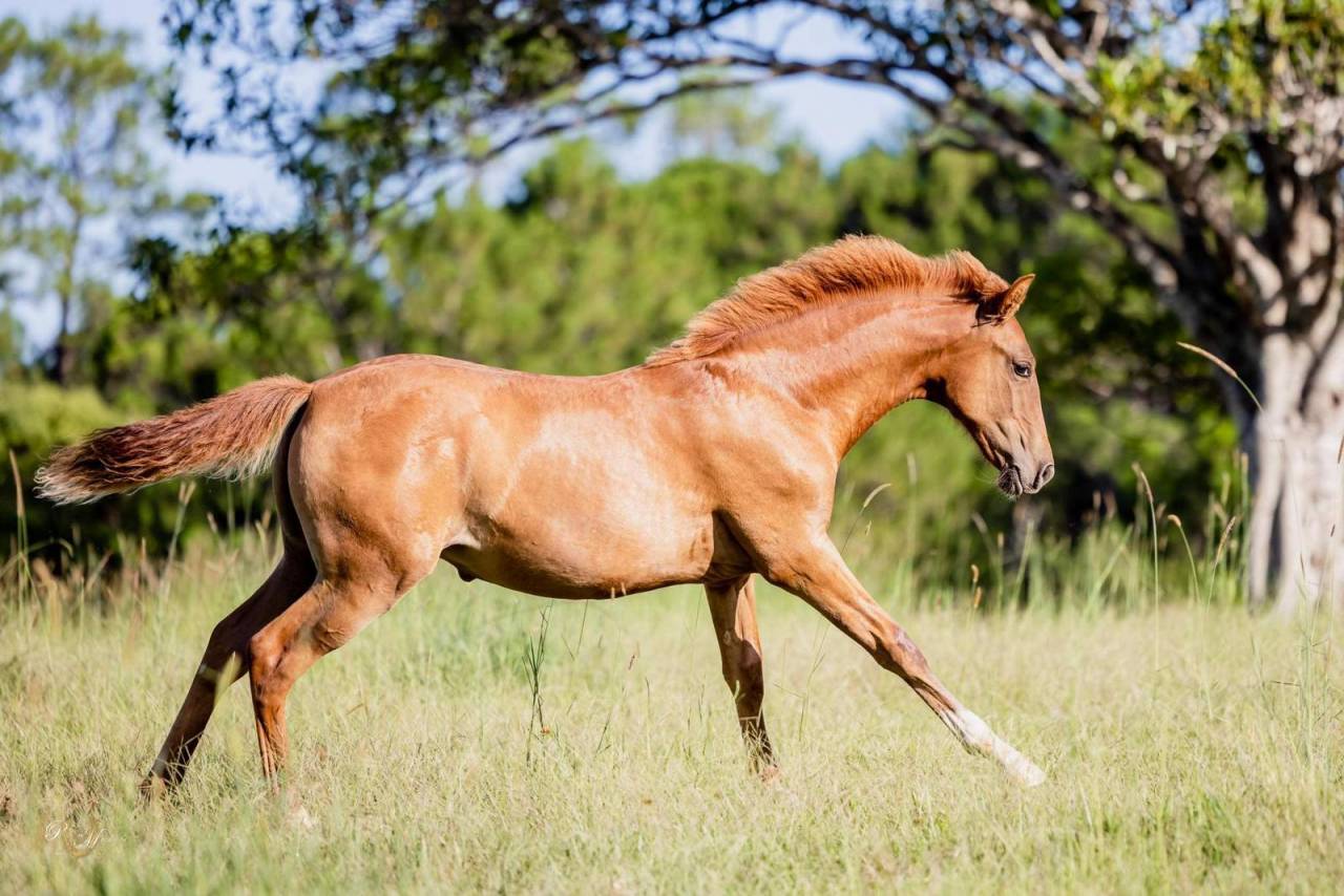OCALZO CEN - PRE Pure Race Espagnole 2010 par JORDAN DE CENTURION
