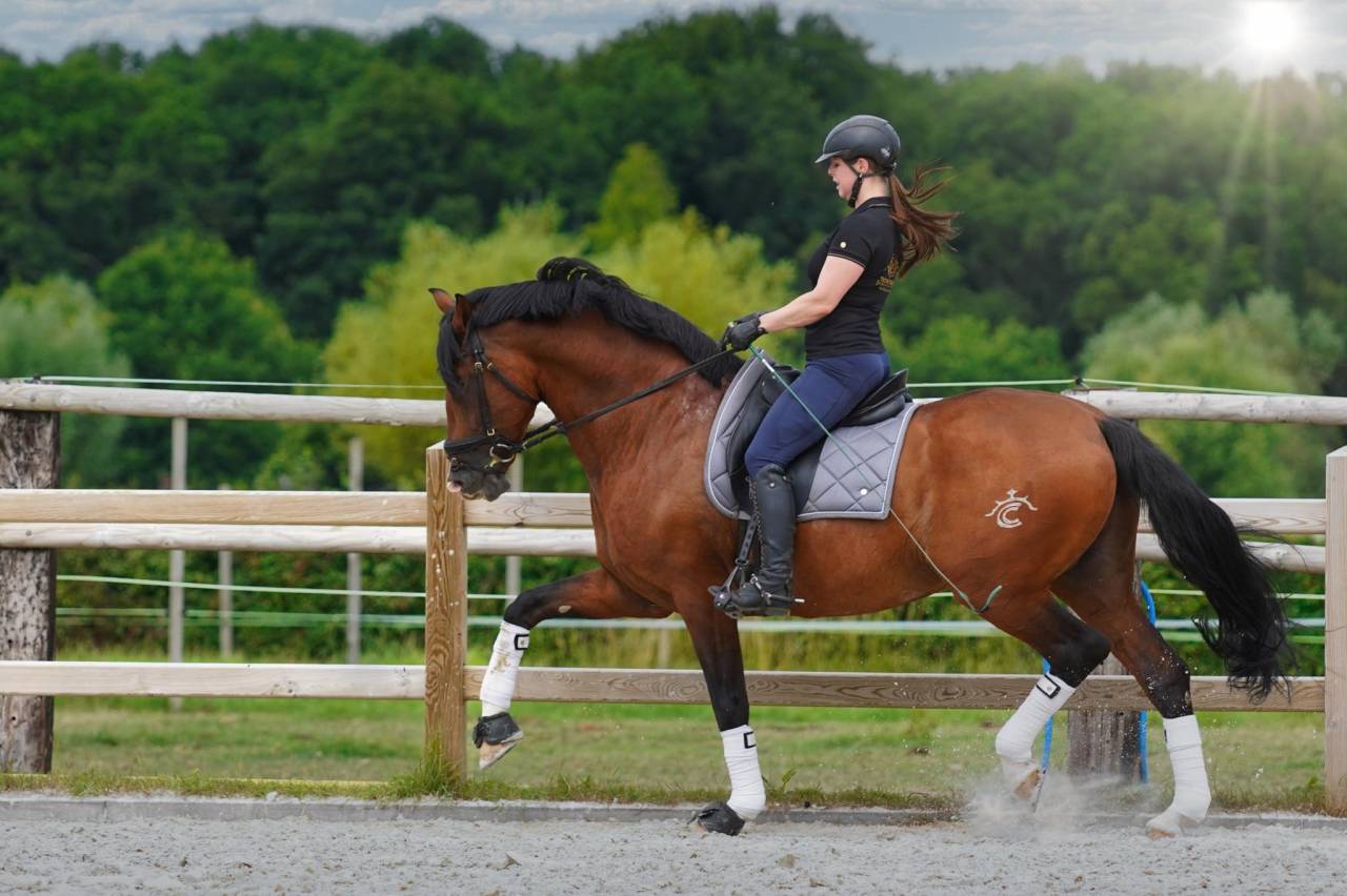 OCALZO CEN - PRE Pure Race Espagnole 2010 par JORDAN DE CENTURION