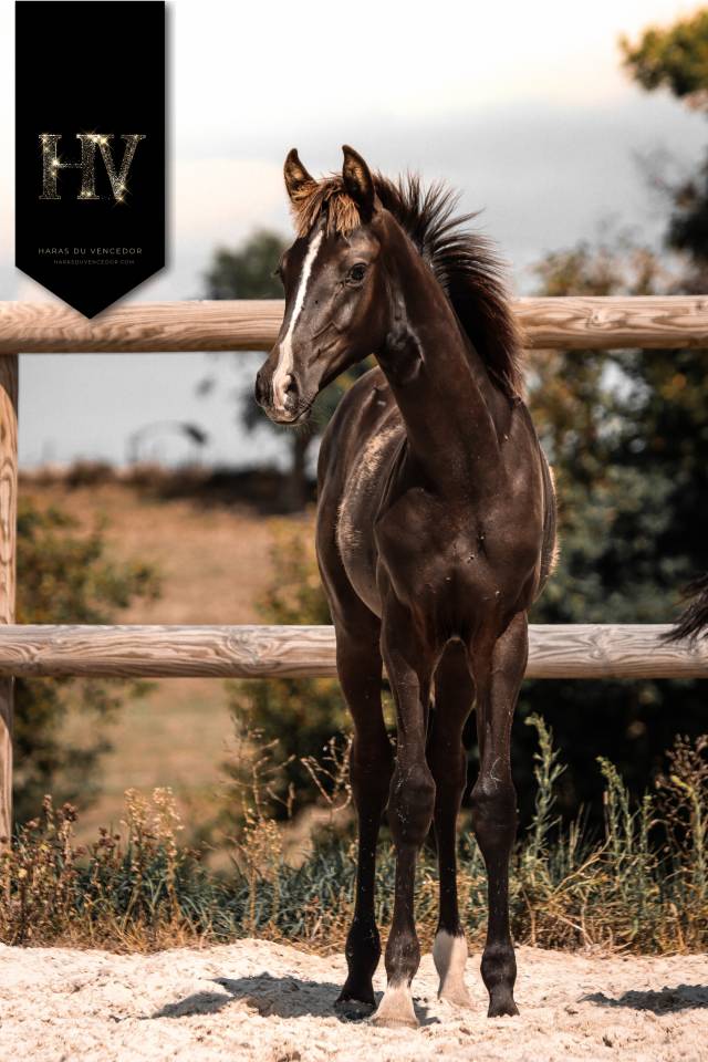 Poulain Kwpn par Quaterhit x Desperados FRH 