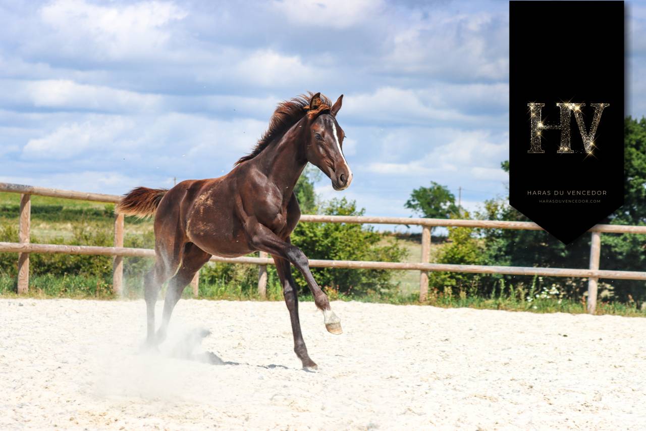 Poulain Kwpn par Quaterhit x Desperados FRH 