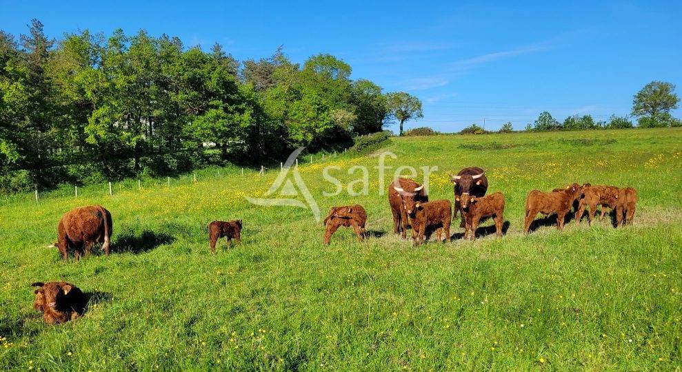 Belle Ferme à reprendre sur 80ha (dont 3ha en fermage)