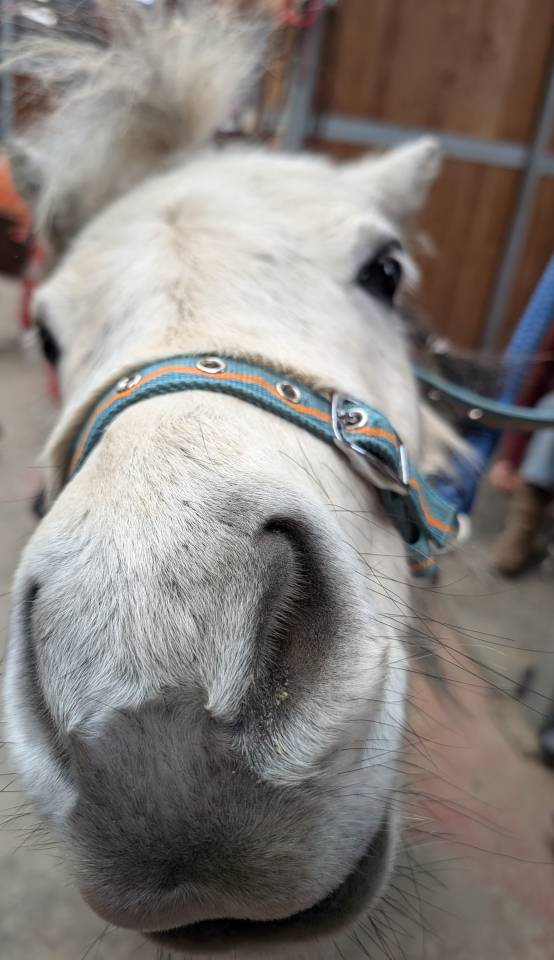 Stages d'équitation, théâtre et cinéma pour les enfants