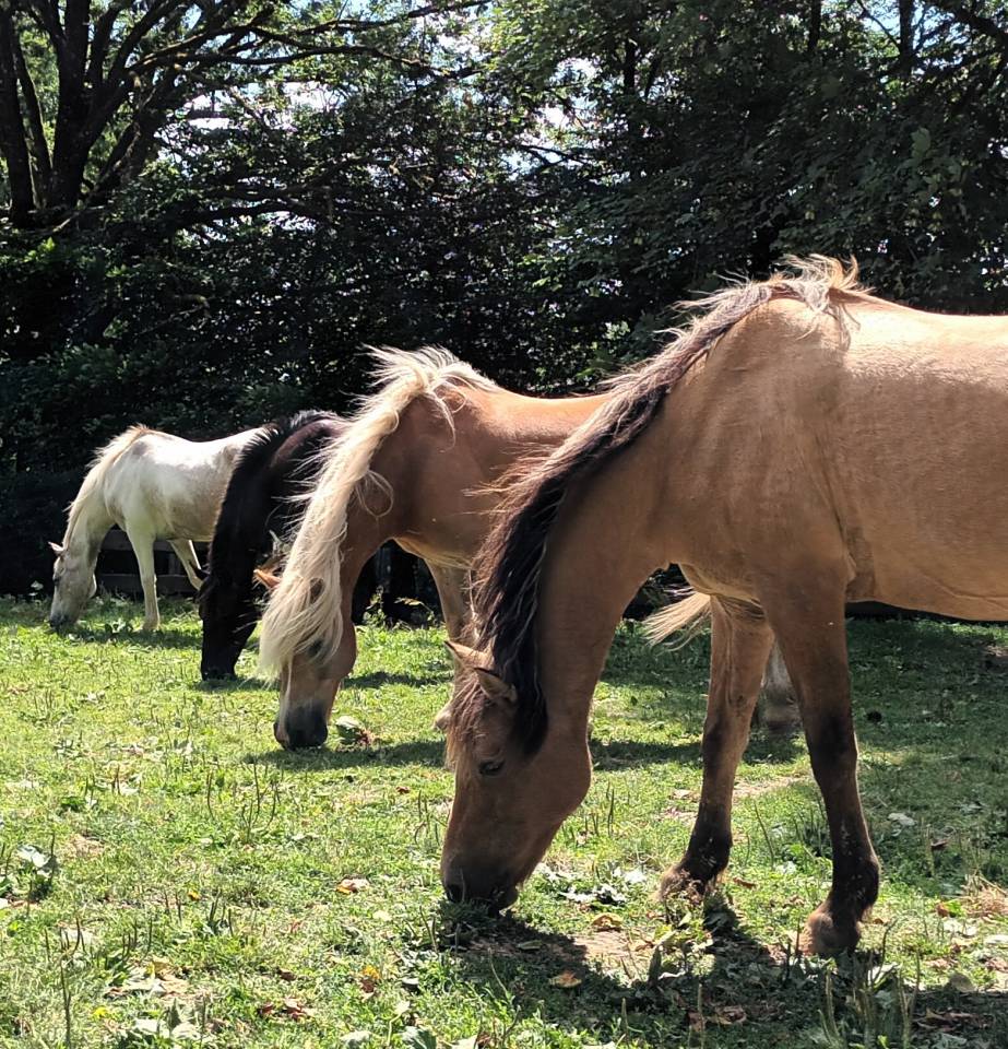 Stages d'équitation, théâtre et cinéma pour les enfants