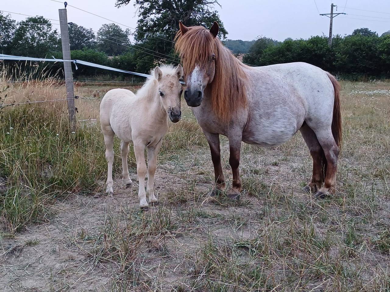 Jeune ponette Plein Papier - grande A - Palomino