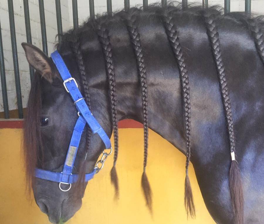 ARMANI: Un compagnon exceptionnel pour toute la famille